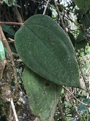 Miconia crinita