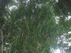 Pandanaceae