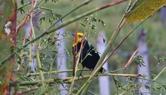 Chrysomus icterocephalus