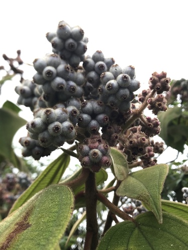 Miconia crinita, photograph 2
