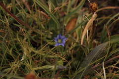 Gentiana aquatica pseudoaquatica