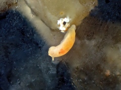 Vayssierea caledonica