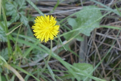 Reichardia