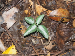 Goodyera reticulata