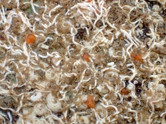 Vayssierea caledonica