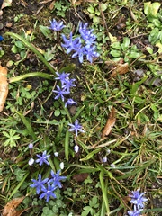 Scilla vindobonensis
