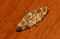 Chabula acamasalis