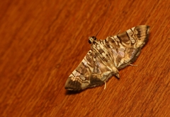 Chabula acamasalis