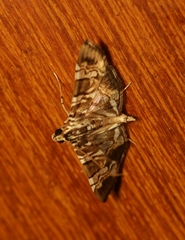 Chabula acamasalis