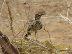 Certhilauda curvirostris brevirostris