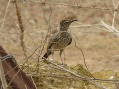 Certhilauda curvirostris brevirostris