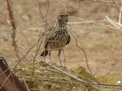 Certhilauda curvirostris brevirostris