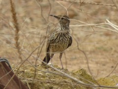 Certhilauda curvirostris brevirostris