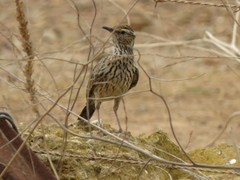 Certhilauda curvirostris brevirostris