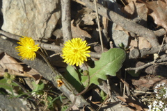 Reichardia