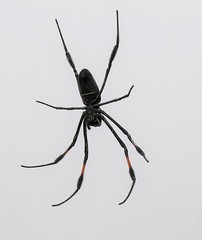 Trichonephila inaurata inaurata
