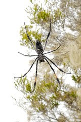 Trichonephila inaurata inaurata