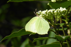 Gonepteryx