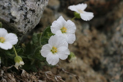 Cerastium lithospermifolium