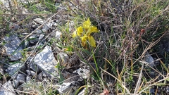 Iris adriatica