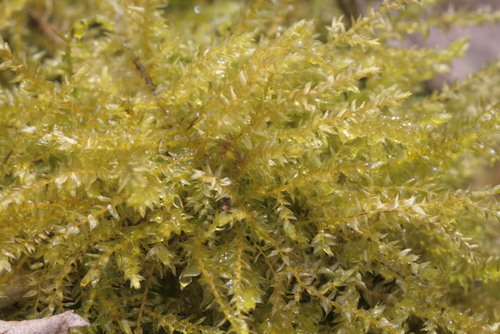 Gaubtoji aštriasnapė nuotrauka