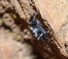 Evarcha denticulata