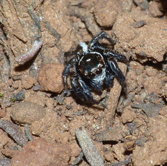 Evarcha denticulata