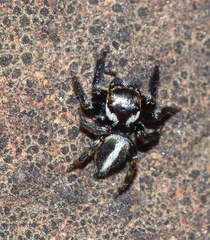 Evarcha denticulata