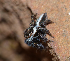 Evarcha denticulata