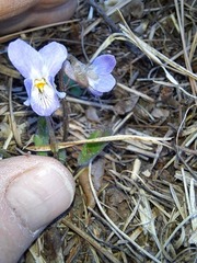 Viola collina