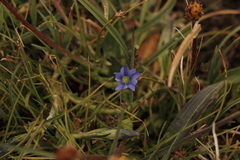 Gentiana aquatica pseudoaquatica