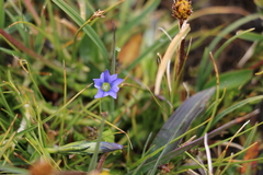 Gentiana aquatica pseudoaquatica