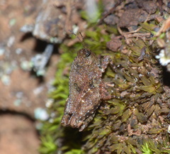 Tettiella