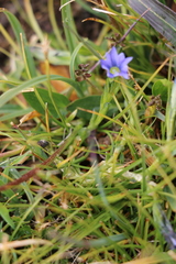 Gentiana aquatica pseudoaquatica