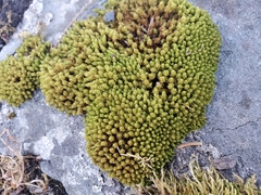 Plenogemma phyllantha