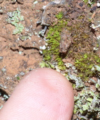 Tettiella