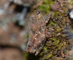 Tettiella