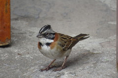 Zonotrichia capensis