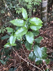 Ilex pedunculosa