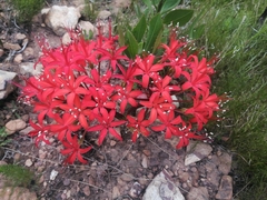 Brunsvigia marginata