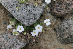 Cerastium lithospermifolium
