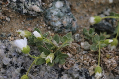 Cerastium lithospermifolium