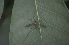 Leptotarsus igniceps