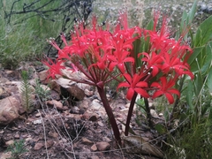 Brunsvigia marginata