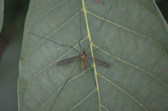 Leptotarsus igniceps