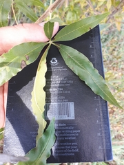 Vitex rehmannii