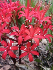 Brunsvigia marginata