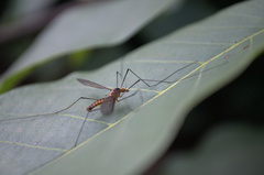 Leptotarsus igniceps