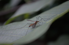 Leptotarsus igniceps