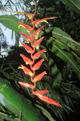 Heliconia trichocarpa